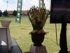 CricketSA_3_t.jpg
